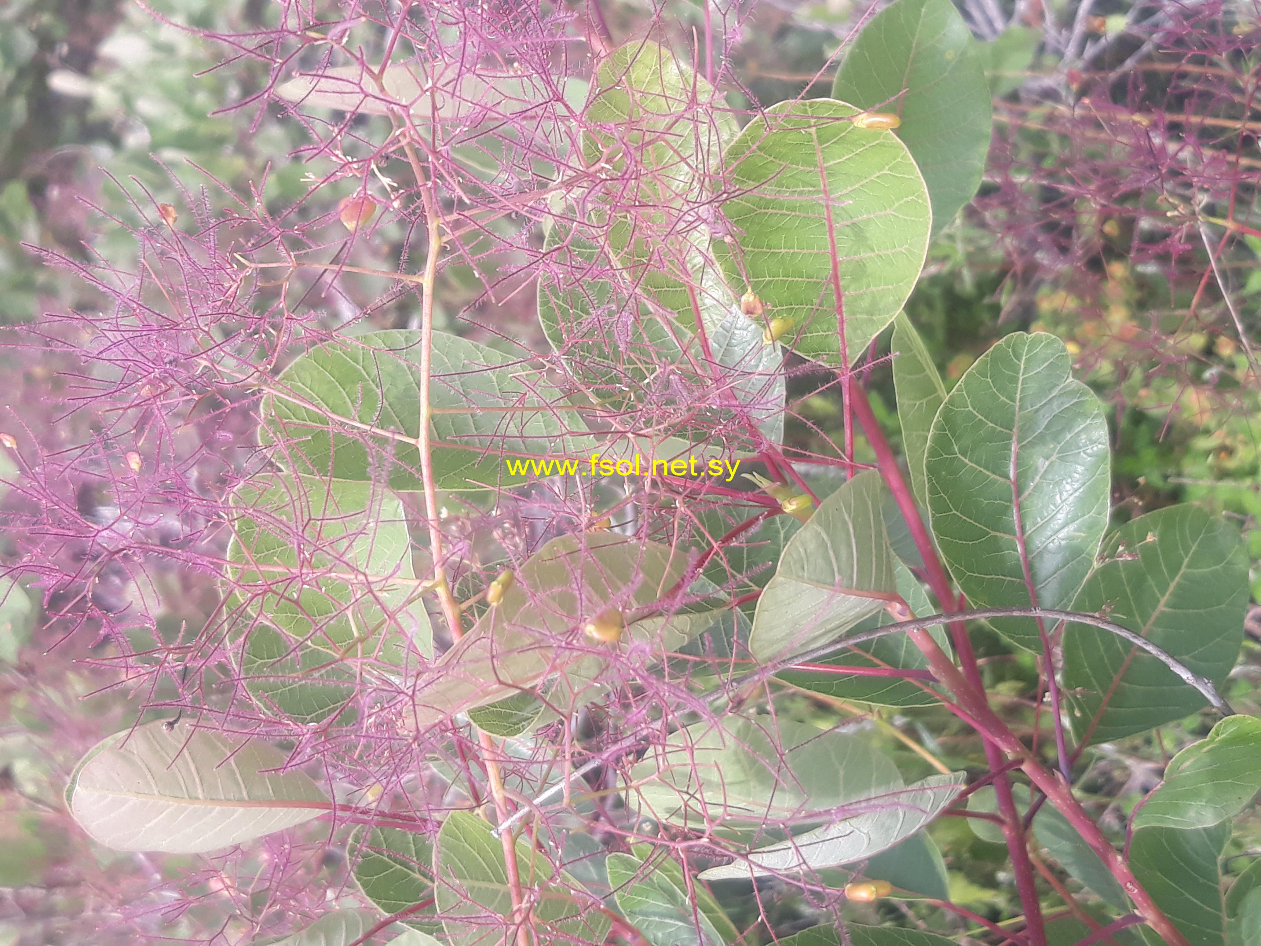 Cotinus coggyria Scop.