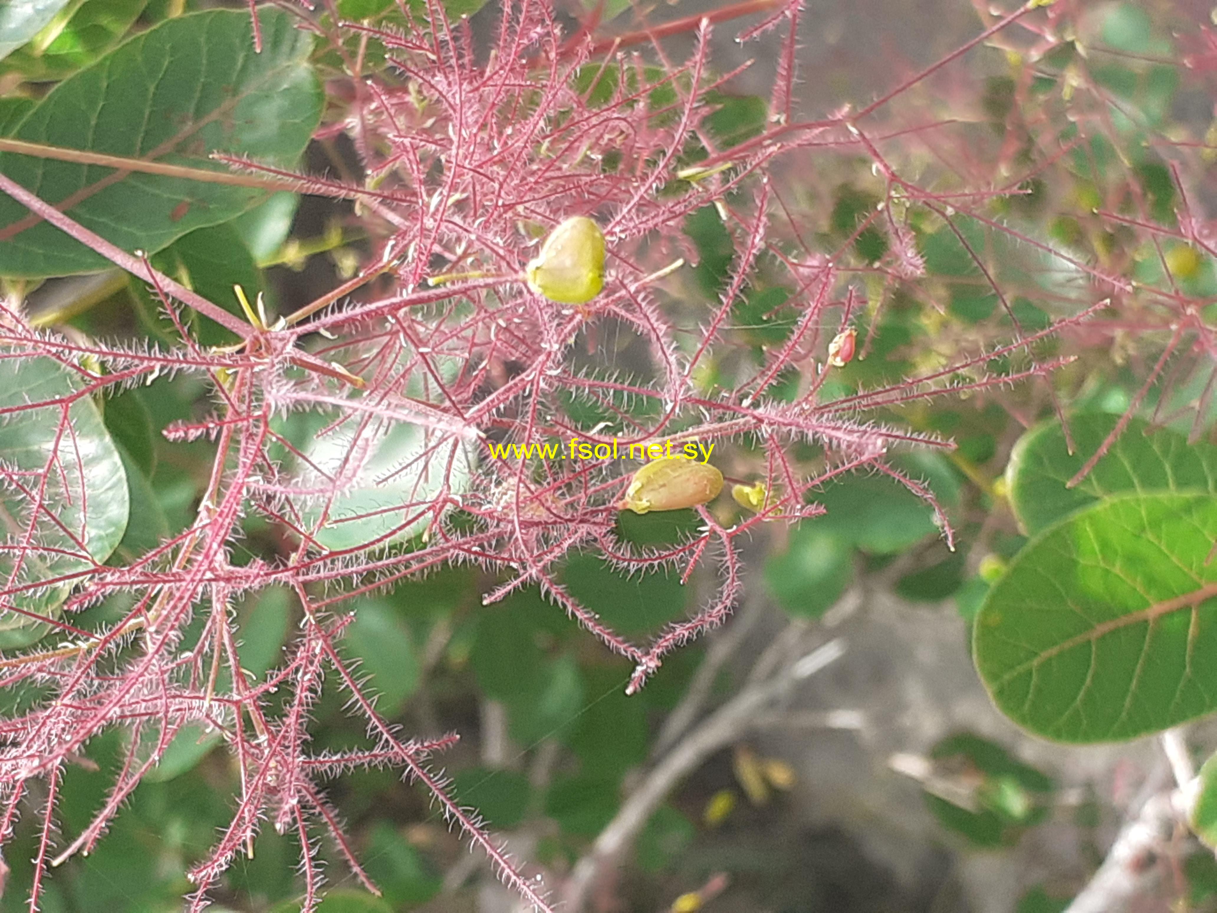 Cotinus coggyria Scop.