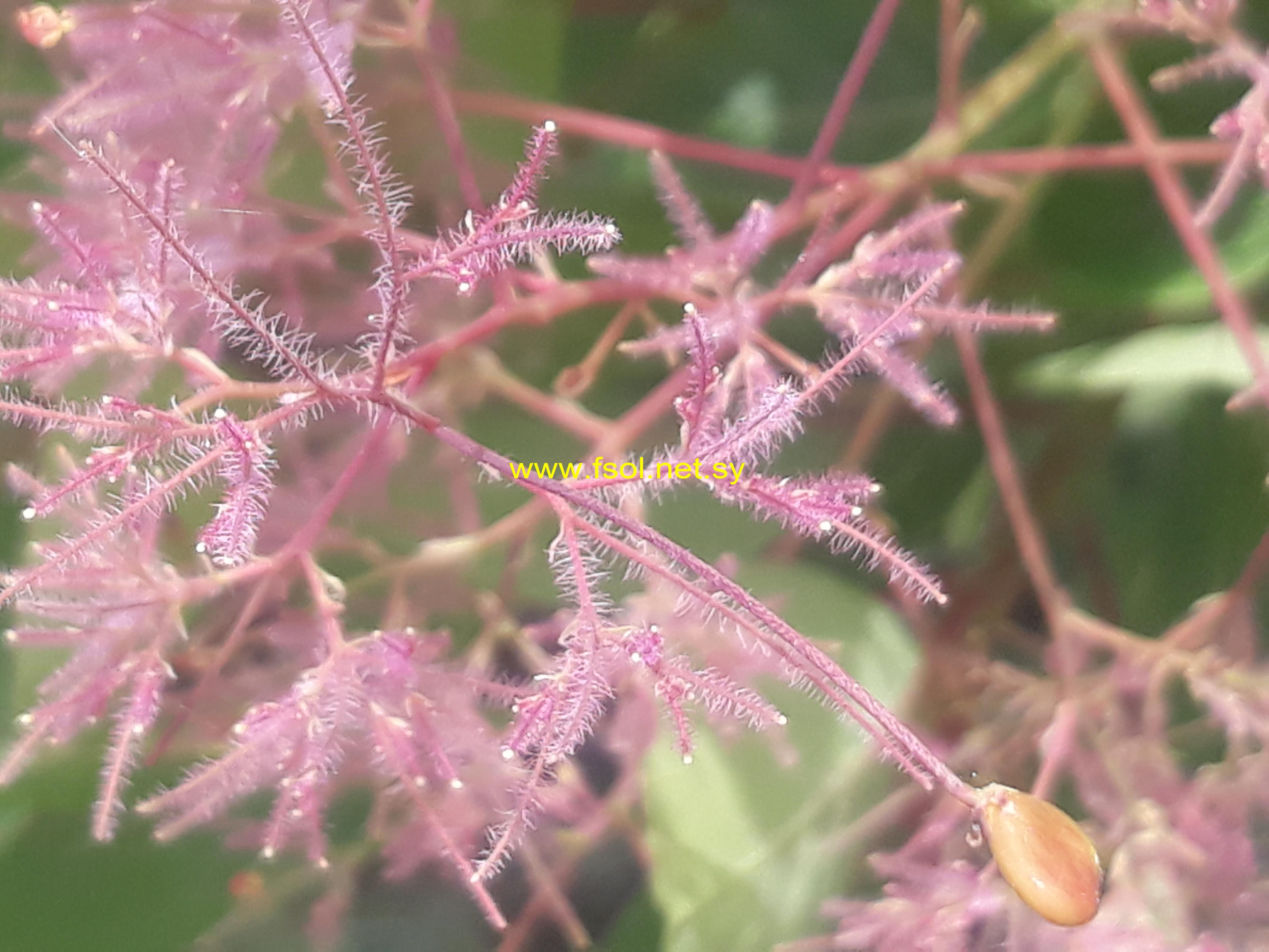 Cotinus coggyria Scop.