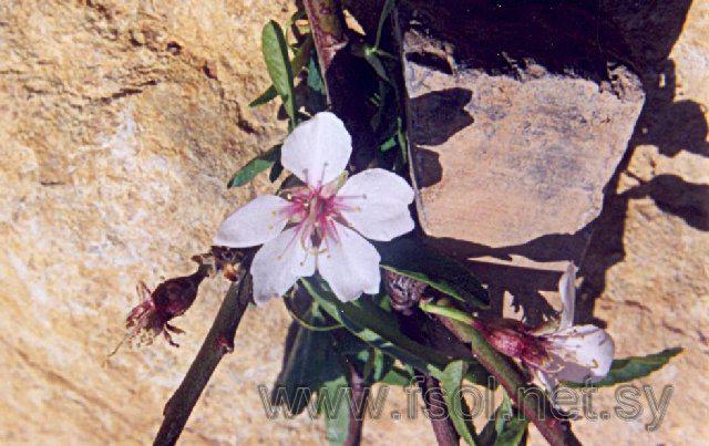 Amygdalus communis L.
