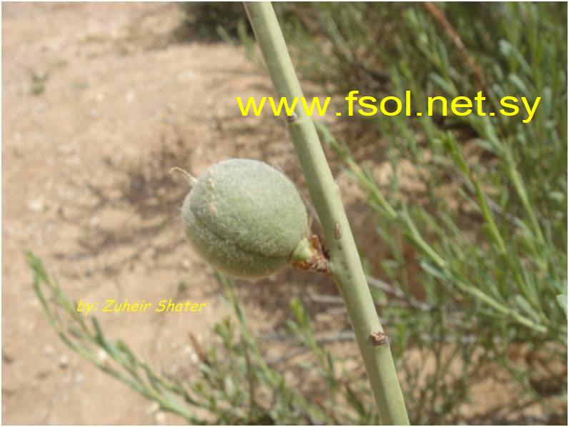 Amygdalus arabica Oliv.