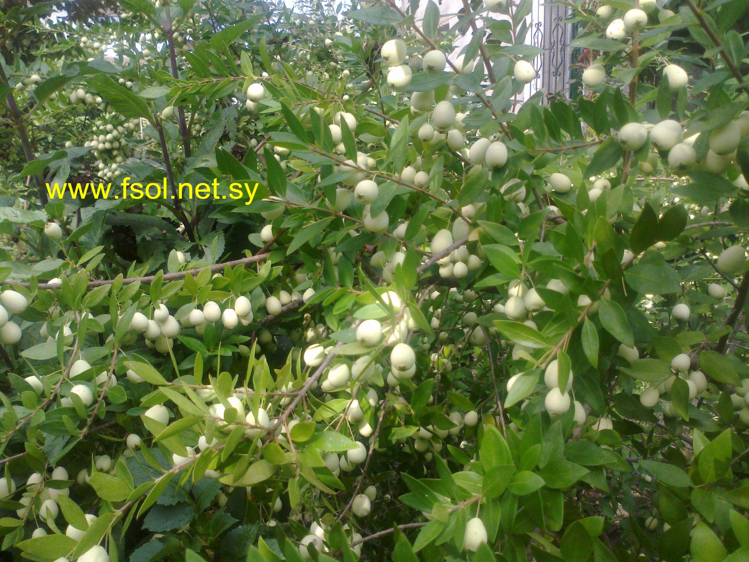 Myrtus communis   L.