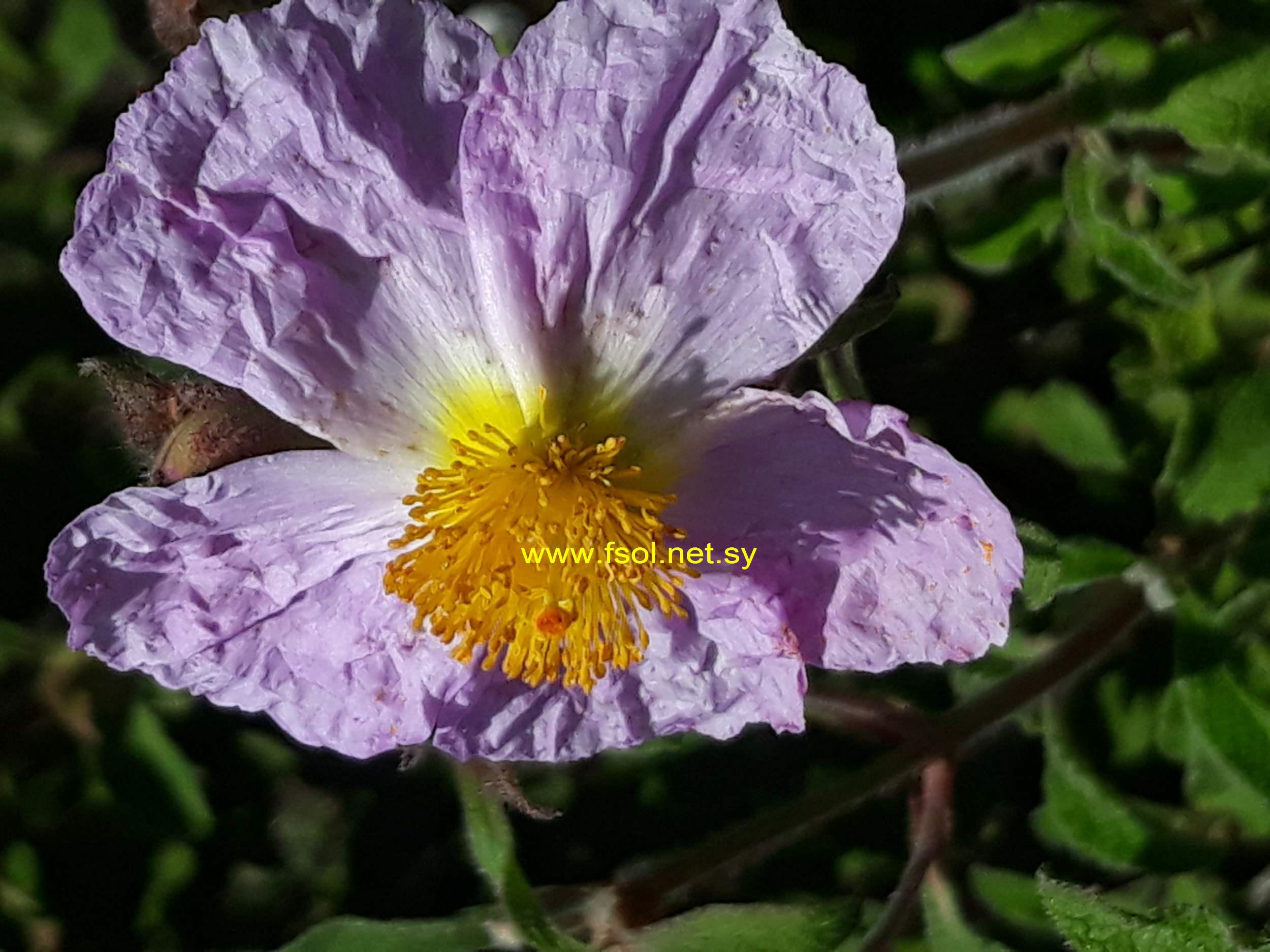 Cistus creticus L.